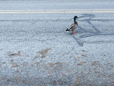 The Devil and Ellen and Charles photo