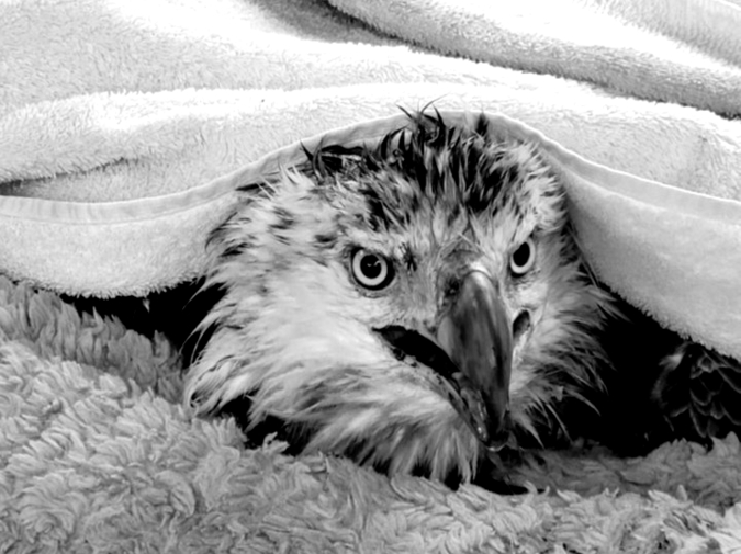 Eagle photo
