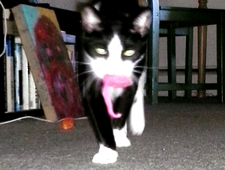 Gentian Violet photo