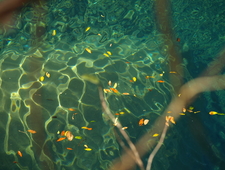 Little Death in Five Parts photo