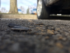 How to Eat a Sunflower Seed photo