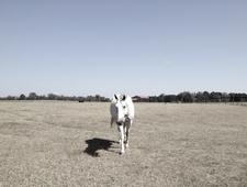 Lone Horse Running photo