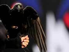 Eight Scenes from the Life of a Professional Raven photo