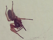 small and ghostly photo