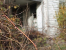 Trellis Passing photo