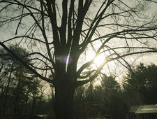 Strawberry Is Learning To Fly photo