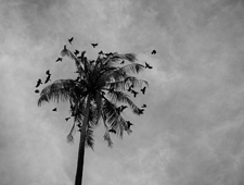 Borrowed country photo