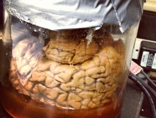 An Interview with Ron Currie Jr. photo