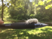 Midsummer in the Spirit Realm photo