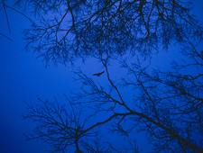 Near to the Wild Heart of Life photo