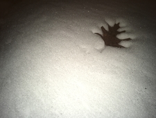 Pufferfish: Love in the Deep Blue photo