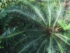   THE JUNGLE BURIED IN REFLECTED LIGHT IS CALLING TO YOU photo