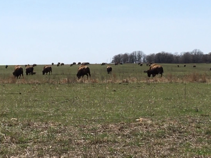 Western Medicine photo