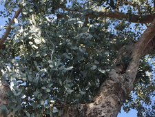 a pin so we know photo