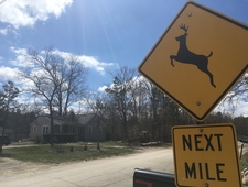 Always an Animal at the End of the Leash photo