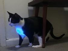 On Penguins in Brooklyn photo