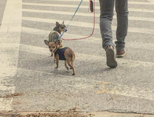 Distant Barking Dogs photo