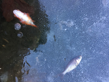 The Mounting Evidence against Monotheism photo