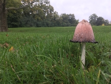 All Our Italian Friends Are Dead photo