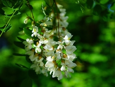 Sharp Cheddar with Dijon on Rye photo