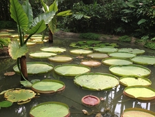 No Ducks Were Harmed in the Writing of this Poem photo