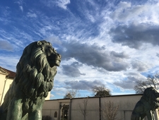 There Was an Entire Chicken photo