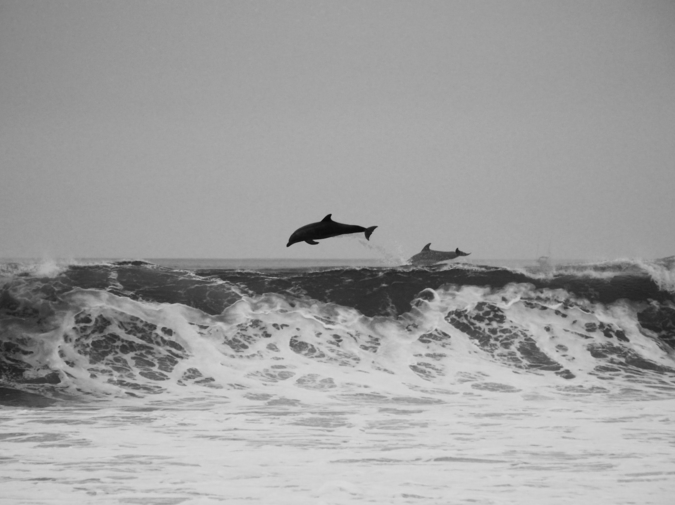 Dolphins  photo