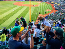 Dispatches from the Treehouse: Roots and Barks and Birds (and Elaine) photo