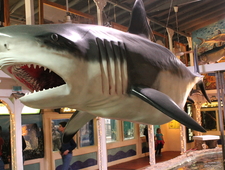 An Interview with Ron Currie Jr. photo