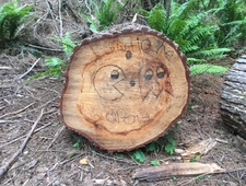 Skincare for Trees photo