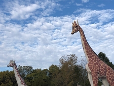 The Foreign Zoo: Tour(s)ing in Place photo