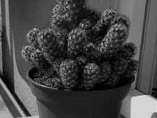 The White, White Light of It photo