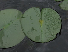 To Know Nothing of Rifles photo