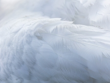 Memento Mori, or in Other Words photo