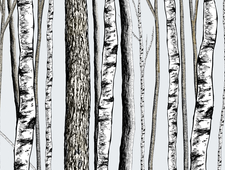 Up North: WI Creatures photo