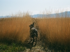 Good with Dogs photo