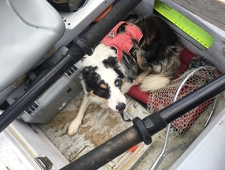 The Magnolia Electric Co. photo