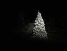 Selections on Easter Pterodactyls photo