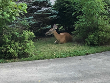 Why Look For the Animals? photo