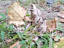 The First Execution photo