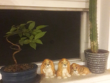 Dead Dog Spot photo