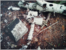 What Daddy & For the Bears photo