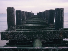 Wild Plotlines photo