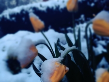 I Believe in Red photo