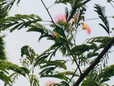 I Laugh at My Great-Grandmother’s Funeral photo