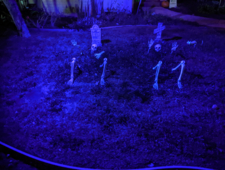 Smiley in the Bullrushes photo