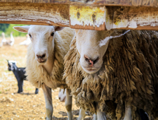 Josephine, or Alter Ego photo