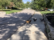 I WATCH A TIK TOK AND AM RELIEVED
TO LEARN THAT TOAD IS A LEFTIST photo