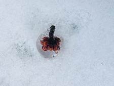 Rumination After Informing the Vet Staff Their Panera Bread Order Was Sitting on the Counter photo