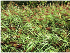 A Wild Pack of Family Dogs photo
